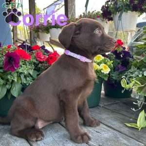 Corrie, Chocolate Labrador Retriever Puppy